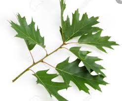 Attēlu rezultāti vaicājumam “Quercus rubra leaf”