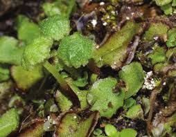 Attēlu rezultāti vaicājumam “Preissia quadrata”