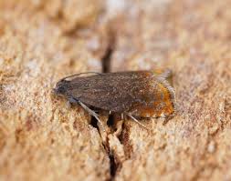 Attēlu rezultāti vaicājumam “Pammene rhediella”