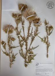 Attēlu rezultāti vaicājumam “Cirsium vulgare”