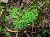 Attēlu rezultāti vaicājumam “Lophozia ventricosa”