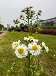Attēlu rezultāti vaicājumam “Erigeron annuus flower”