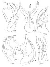 Attēlu rezultāti vaicājumam “Scaphisoma sp.”