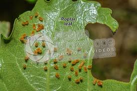 Attēlu rezultāti vaicājumam “Chrysomela populi”