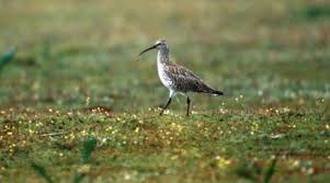 Image result for Numenius tenuirostris