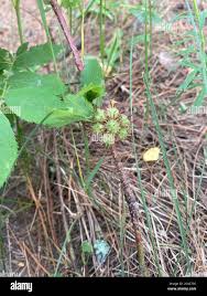 Attēlu rezultāti vaicājumam “Diplolepis bicolor”