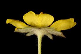 Attēlu rezultāti vaicājumam “Potentilla argentea fruit”