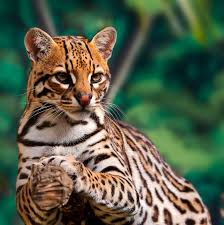 Image result for оцелот