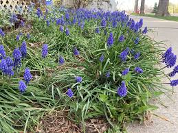 Attēlu rezultāti vaicājumam “Muscari neglectum flower”