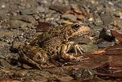 Attēlu rezultāti vaicājumam “Pelophylax”
