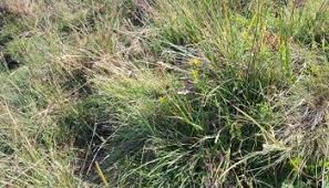 Attēlu rezultāti vaicājumam “Danthonia decumbens fruit”