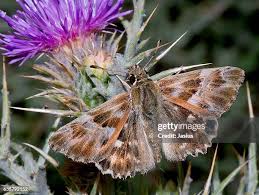 Attēlu rezultāti vaicājumam “Carcharodus floccifera”