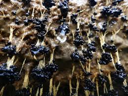 Attēlu rezultāti vaicājumam “Amaurochaete atra spores”