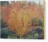 Attēlu rezultāti vaicājumam “Salix alba var. vitellina”