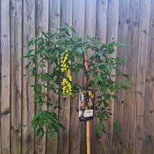 Attēlu rezultāti vaicājumam “Laburnum alpinum flower”
