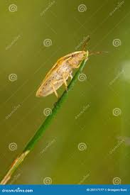 Attēlu rezultāti vaicājumam “Aelia acuminata”