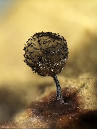 Attēlu rezultāti vaicājumam “Diderma floriforme stalked”