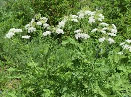 Image result for Myrrhis odorata