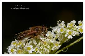Attēlu rezultāti vaicājumam “Arctophila superbiens”
