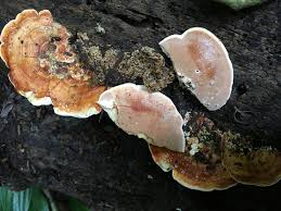 Attēlu rezultāti vaicājumam “Rigidoporus crocatus”