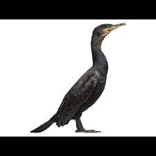 Image result for Phalacrocorax carbo