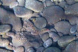 Image result for Muraena helena