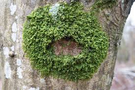 Attēlu rezultāti vaicājumam “Metzgeria furcata”