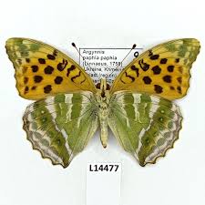 Attēlu rezultāti vaicājumam “Argynnis paphia female”