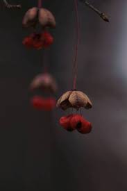 Attēlu rezultāti vaicājumam “Euonymus verrucosus fruit”