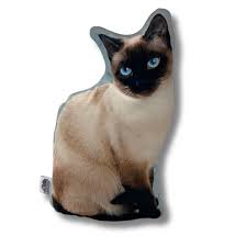 Afbeeldingsresultaat voor katten