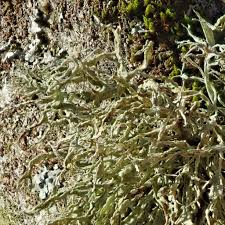 Attēlu rezultāti vaicājumam “Ramalina farinacea”