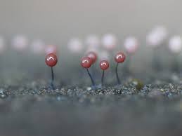 Attēlu rezultāti vaicājumam “Comatricha nigra spores”