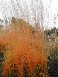 Attēlu rezultāti vaicājumam “Molinia caerulea flower”