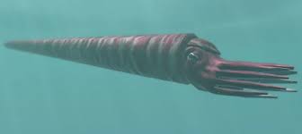 Attēlu rezultāti vaicājumam “Endoceras”