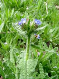 Attēlu rezultāti vaicājumam “Anchusa arvensis leaf”