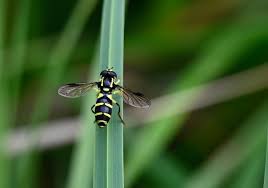 Attēlu rezultāti vaicājumam “Xanthogramma sp.”