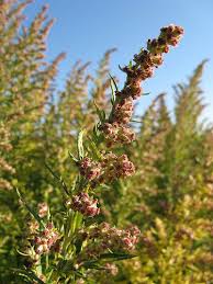 Attēlu rezultāti vaicājumam “Artemisia vulgaris flower”
