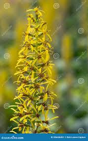Attēlu rezultāti vaicājumam “Ligularia sibirica flower”