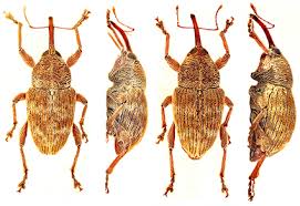 Attēlu rezultāti vaicājumam “Curculionidae”