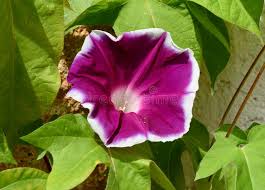 Image result for Prunkwinde