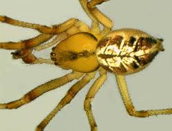 Attēlu rezultāti vaicājumam “Phylloneta sp.”