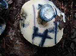 Attēlu rezultāti vaicājumam “Gyroporus cyanescens”