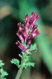 Image result for Fumaria officinalis