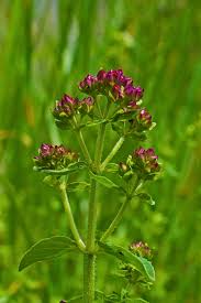 Image result for Majoran