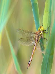 Attēlu rezultāti vaicājumam “Aeshna isoceles”