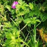 Attēlu rezultāti vaicājumam “Geranium palustre fruit”
