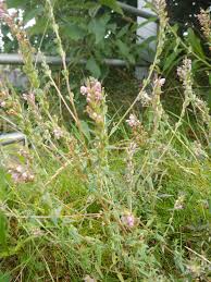 Attēlu rezultāti vaicājumam “Odontites vulgaris flower”