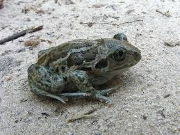 Attēlu rezultāti vaicājumam “Pelobates fuscus”