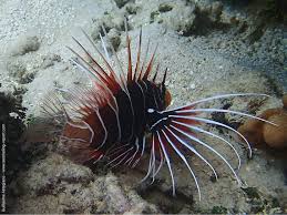 Image result for Pterois radiata
