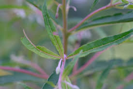 Image result for Epilobium angustifolium